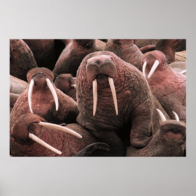 Póster Walrus (Frente)