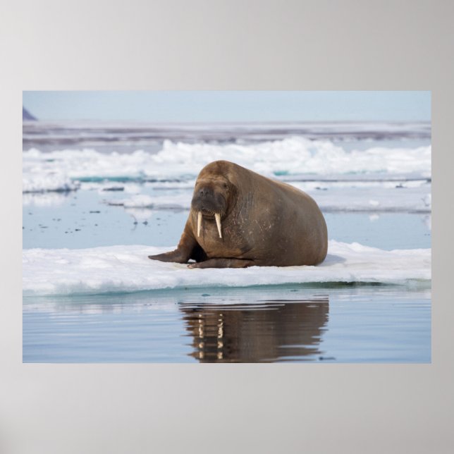 Póster Walrus descansando en el hielo, Noruega (Frente)