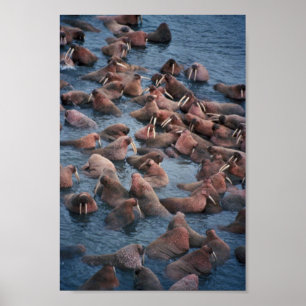 Póster Walrus Herd