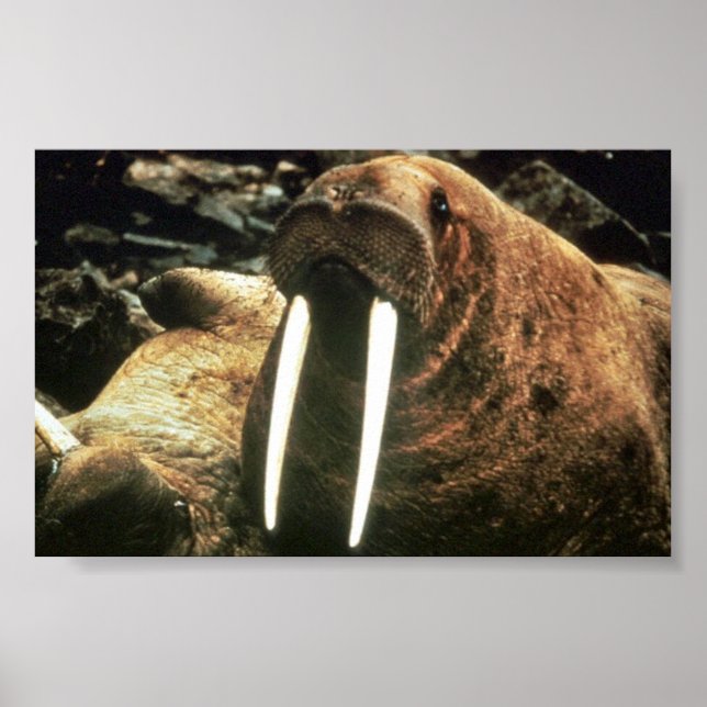 Póster Walrus Male (Frente)