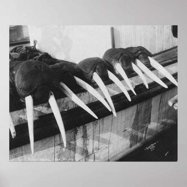 Póster Walrus Tusks: 1931 (Frente)