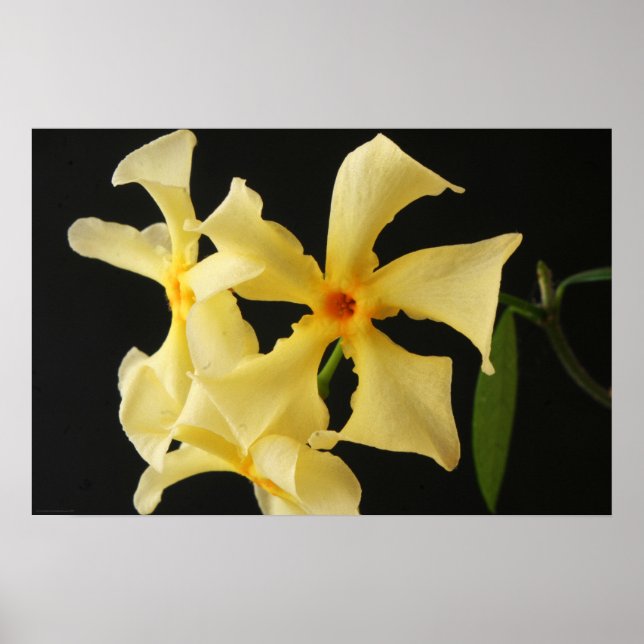 Póster Wapa de flor de Star Jasmine (Frente)