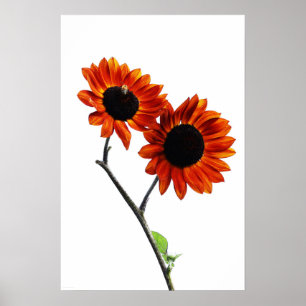 Póster Wapcn de girasol