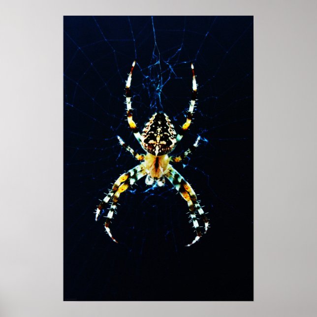 Póster Wapcn de Spider (Frente)