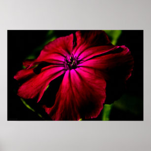 Póster Wapcn morado de flores silvestres