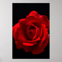 Wapm Rosa Rojo