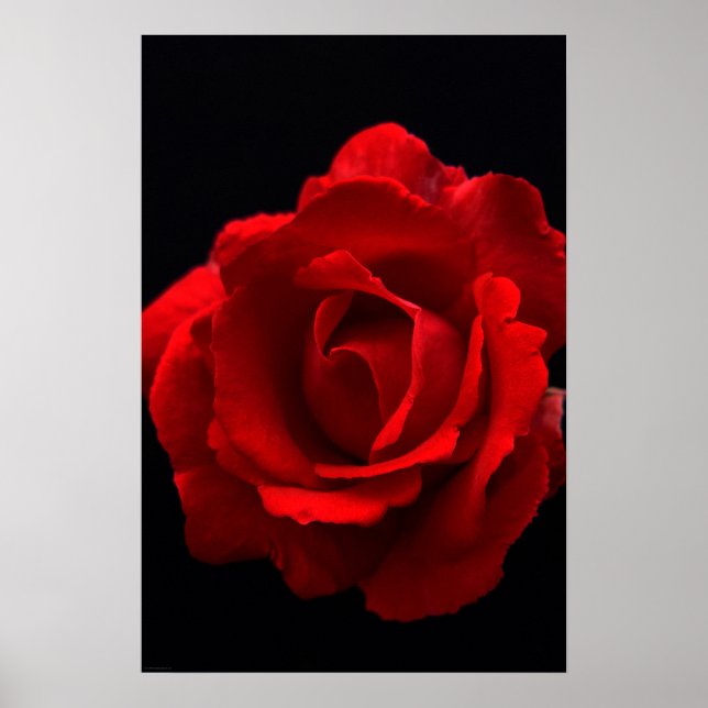Póster Wapm Rosa Rojo (Frente)