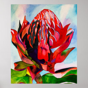 Póster Waratah Flor acuática australiana