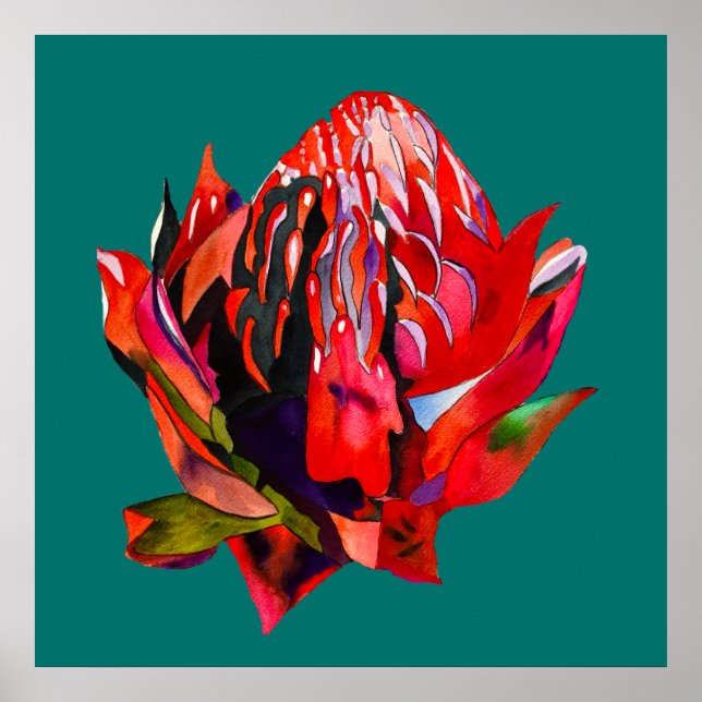 Póster Waratah Flor acuática australiana (Frente)