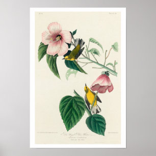 Póster Warbler amarillo de ala azul de Audubon Poster