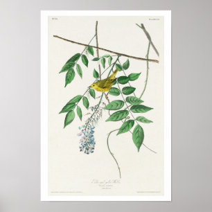 Póster Warbler amarillo de ojos azules de Audubon Poster
