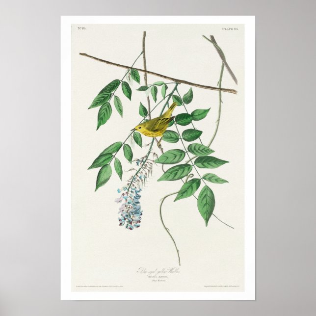 Póster Warbler amarillo de ojos azules de Audubon Poster (Frente)