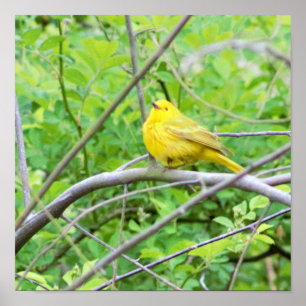 Póster Warbler amarillo en Poster de árbol