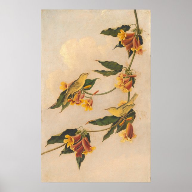 Póster Warbler amarillo - Poster Bella Artes Joseph B. Ki (Frente)