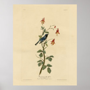 Póster Warbler azul de garganta negra, pájaros auduónicos