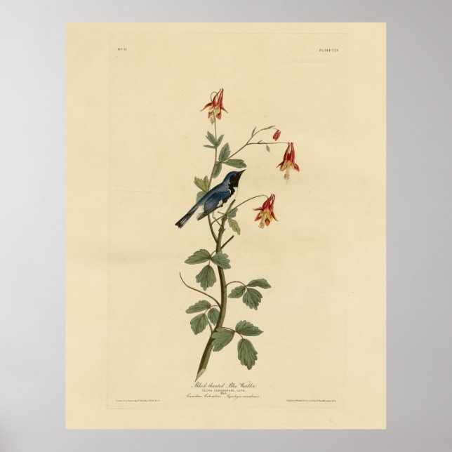 Póster Warbler azul de garganta negra, pájaros auduónicos (Frente)