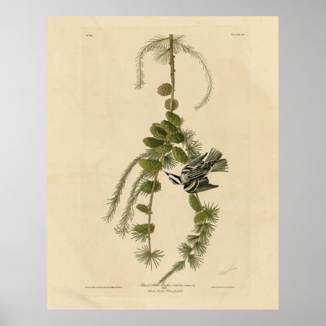 Póster Warbler blanco y negro - Los pájaros de América de (Frente)
