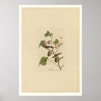 Póster Warbler con pecho