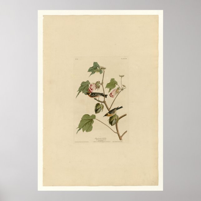 Póster Warbler con pecho (Frente)