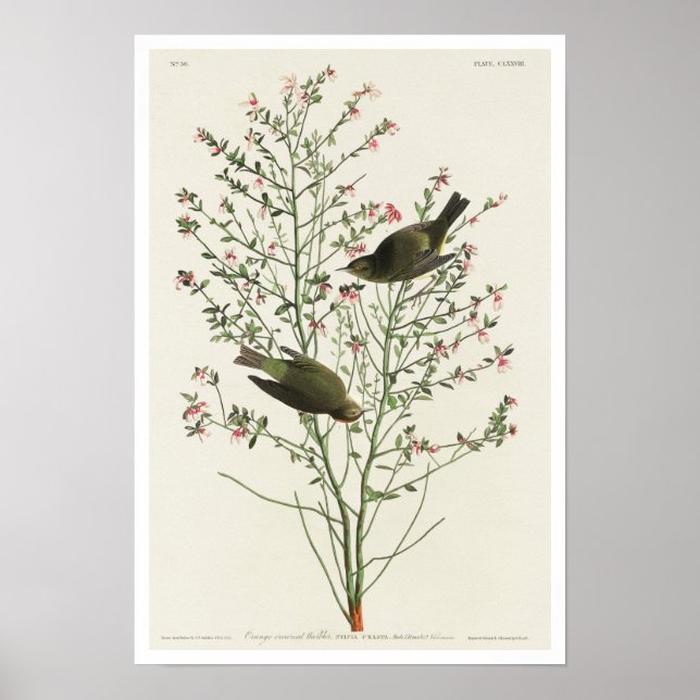 Póster Warbler coronado por naranja por Audubon Poster (Frente)