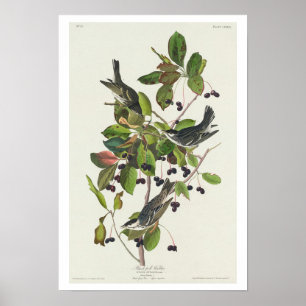 Póster Warbler de Black-Poll por Audubon Poster