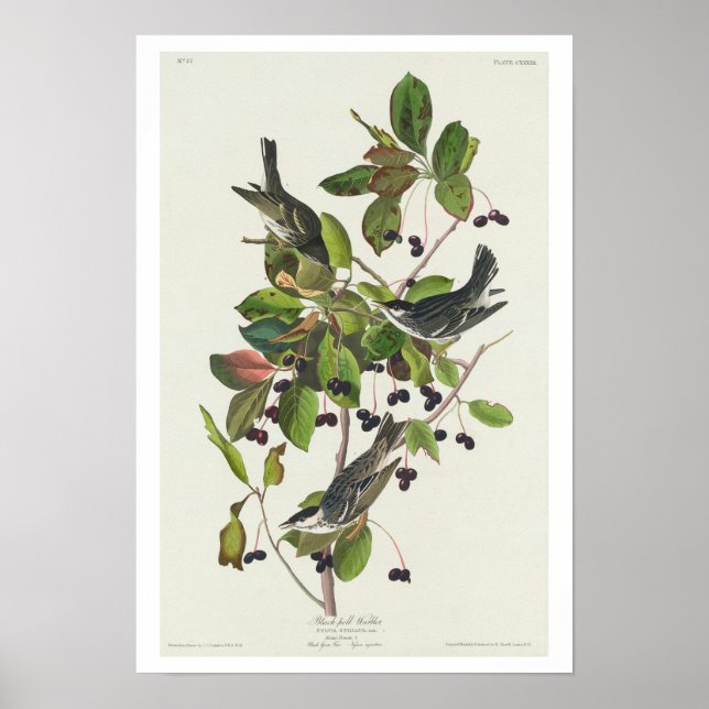 Póster Warbler de Black-Poll por Audubon Poster (Frente)