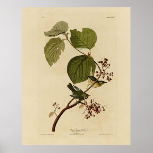 Póster Warbler de ciénaga de ciénaga de los pájaros de Am