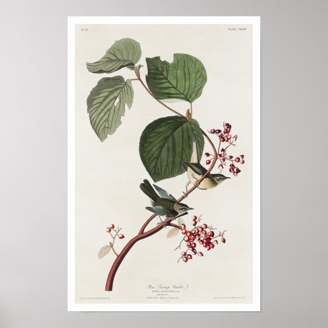 Póster Warbler de ciénaga de pino por Poster Audubon (Frente)