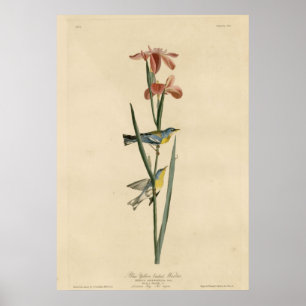 Póster Warbler de color amarillo azul