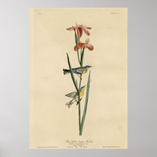 Póster Warbler de color amarillo azul