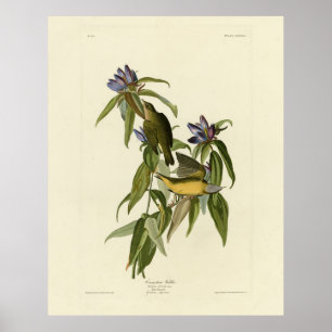 Póster Warbler de Connecticut - Los pájaros de América de