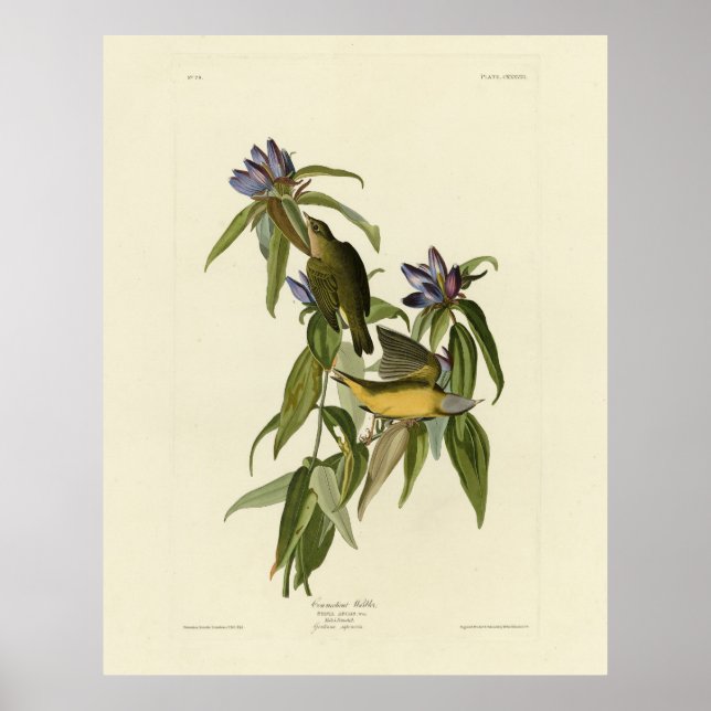 Póster Warbler de Connecticut - Los pájaros de América de (Frente)