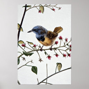 Póster Warbler de duelo