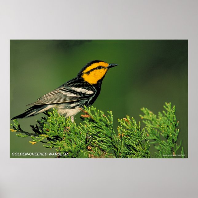 Póster Warbler de pelo dorado (Frente)