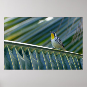 Póster Warbler de Throated en un árbol de palmas