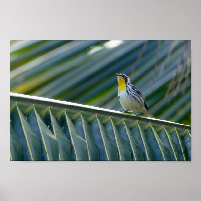 Póster Warbler de Throated en un árbol de palmas (Frente)