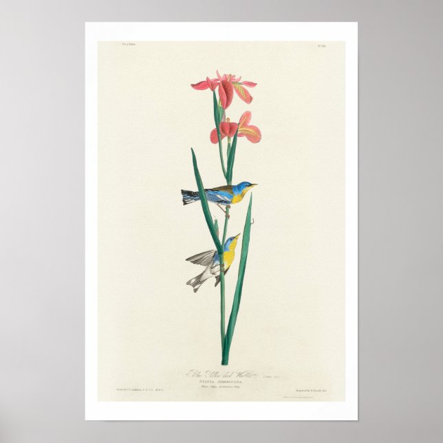 Póster Warbler dorado azul de Audubon Poster (Frente)
