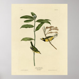 Póster Warbler encapuchado de los pájaros de América de A