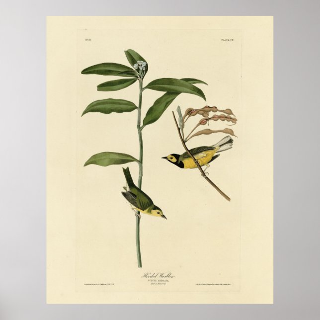 Póster Warbler encapuchado de los pájaros de América de A (Frente)