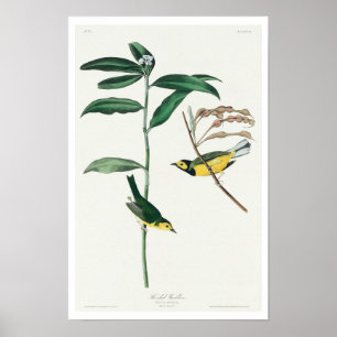 Póster Warbler encapuchado por Audubon Poster