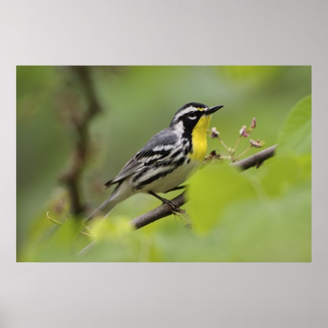 Póster Warbler macho de garganta amarilla, Dendroica (Frente)