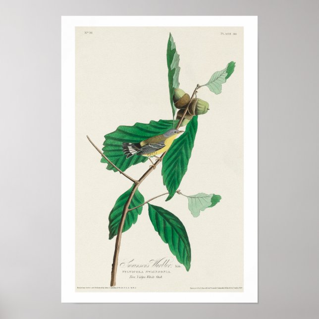 Póster Warbler negro y amarillo de Audubon Poster (Frente)