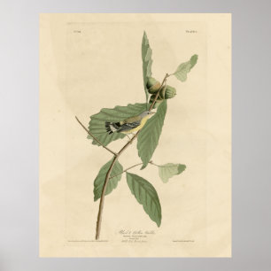 Póster Warbler negro y amarillo, los pájaros de América d