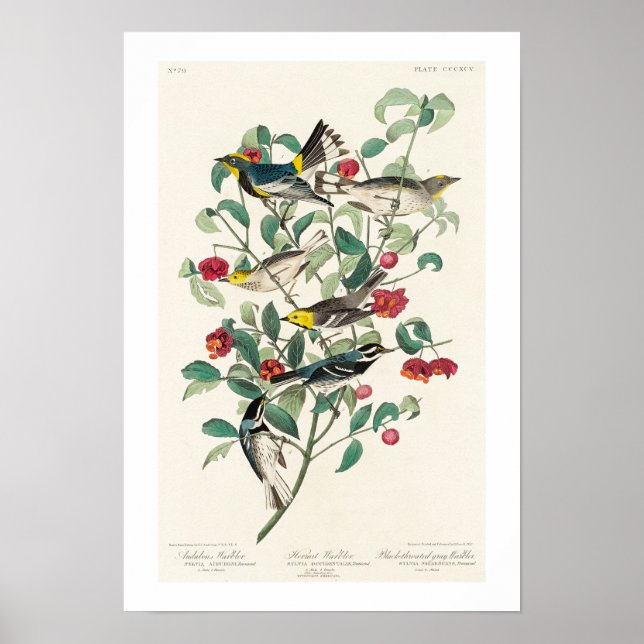 Póster Warbler por Audubon Poster (Frente)