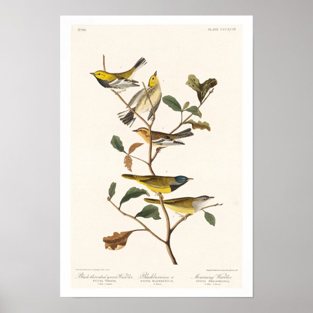 Póster Warbler por Audubon Poster (Frente)