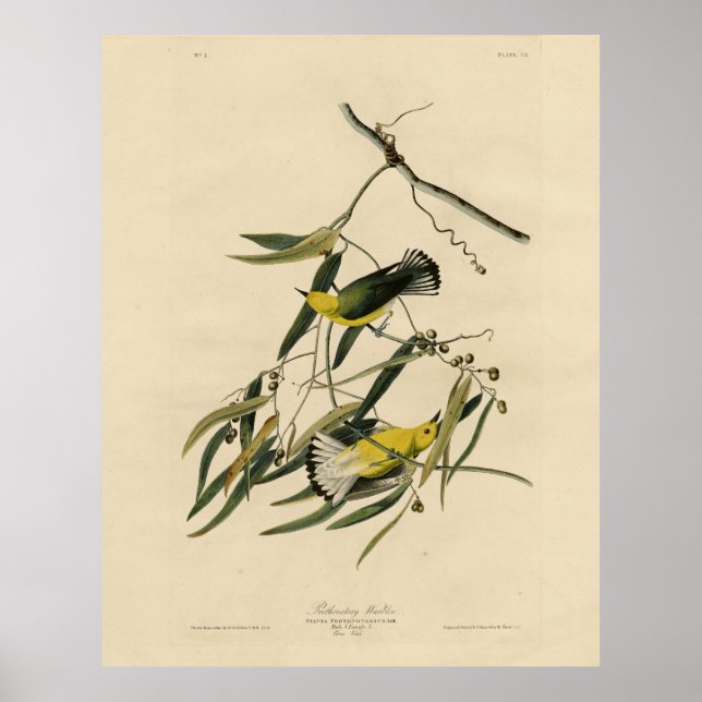 Póster Warbler prothonotaria - Aves de América de Audubon (Frente)