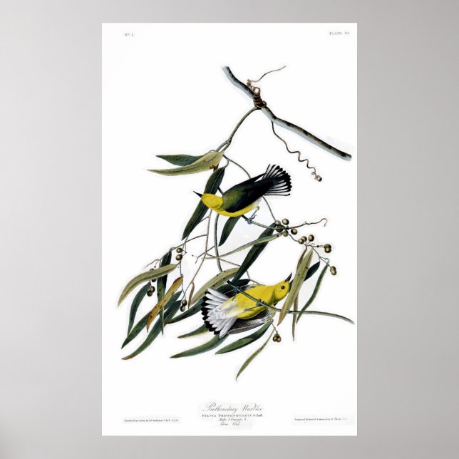 Póster Warbler prothonotario (Frente)