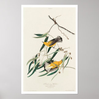 Póster Warbler prothonotario de Audubon Poster