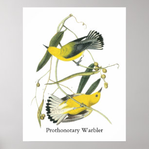 Póster Warbler prothonotario, John Audubon