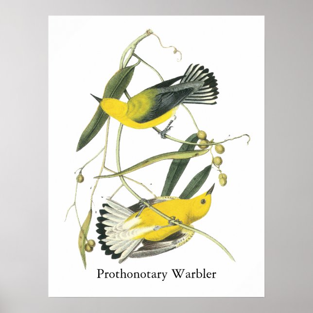 Póster Warbler prothonotario, John Audubon (Frente)